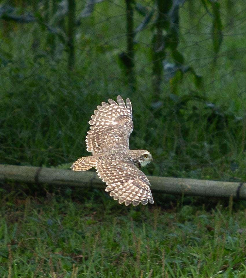 Coruja buraqueira voando na fazenda