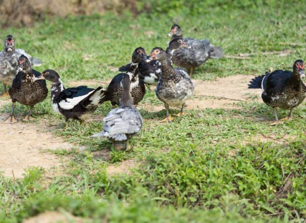 Patos domésticos no gramado da fazenda